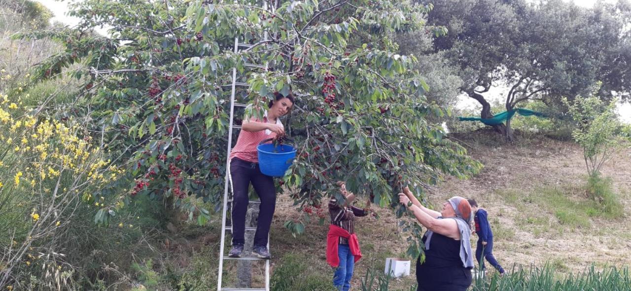 Agriturismo Gli Antichi Sapori - Con Stazione Di Ricarica Veicoli Elettrici Vatolla Exterior foto